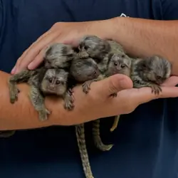 Beautiful and well socialize marmoset monkey Ready
