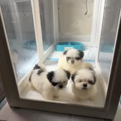 Shitzu puppies