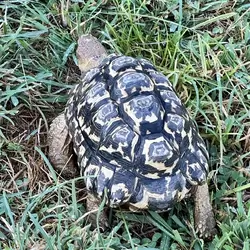 Male Adult Leopard Tortoise