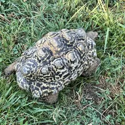 Male Adult Leopard Tortoise