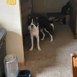 American border collie