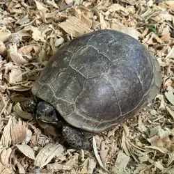Box Turtle Female