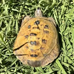 Huge Male Russian Tortoise
