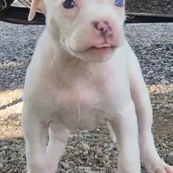 XL bully