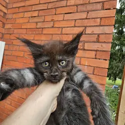 Maine Coon kittens
