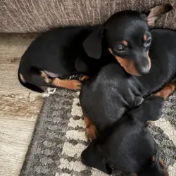 Mini dachshund puppies