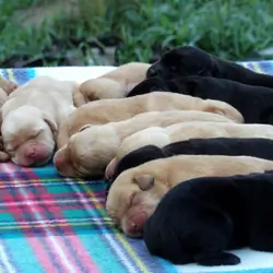 English/Show Black & Yellow Labrador Retrievers