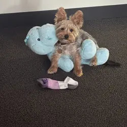 Yorkie