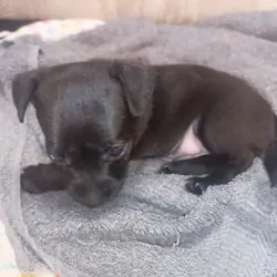 Chihuahua pup's