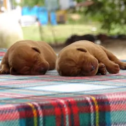 English/Show Fox Red Labrador Retrievers