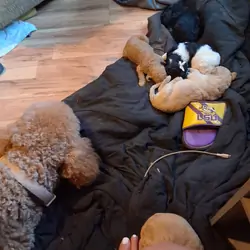 Standard poodles