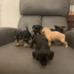 Adorable little Chipoos!