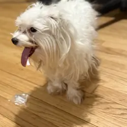 Small Maltese Mix – Rehoming