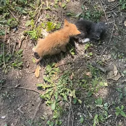 Kittens