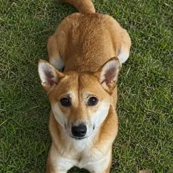 Sara