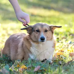 Adult Pembroke Welsh Corgi