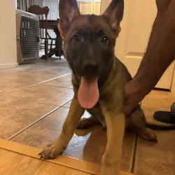 Belgian Malinois x German shepherd