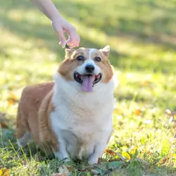 Friendly Male Corgi