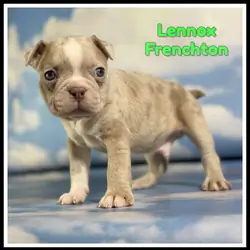Lennox Male Frenchton