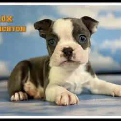 Lux Male Frenchton