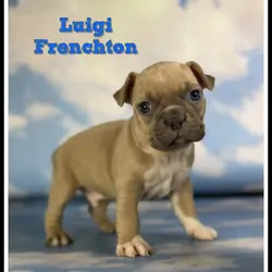 Luigi Male Frenchton