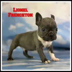 Lionel Male Frenchton