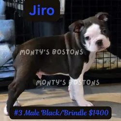 TWO Boston Terrier Puppies left - Ready Friday
