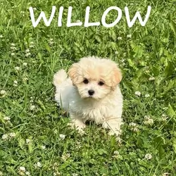 Willow Female Teddy Bear Puppy