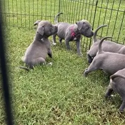 Blue bullies