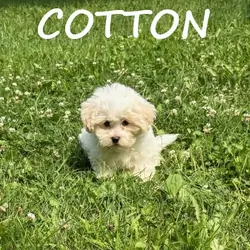 Cotton Male Teddy Bear Puppy