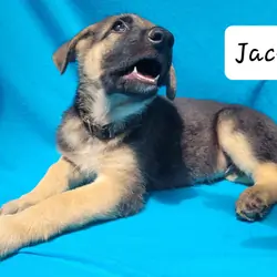 German Shepherd Puppy