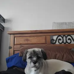 Shih Tzu Rehoming