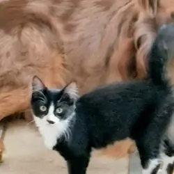 Kittens