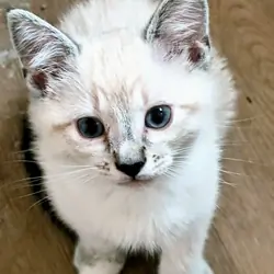 Blue Eyed Kittens