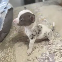 Male tea cup chihuahua puppy