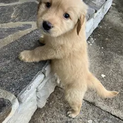 Golden Retriever Puppy