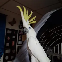 Cockatoo.