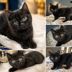 Persian mix kittens