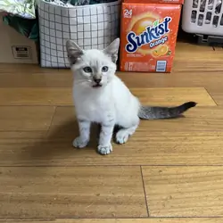 Ragdoll kitten