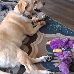 Dogs