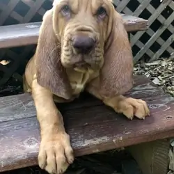 Ruby Ann — 4-Month-Old AKC Bloodhound Looking for