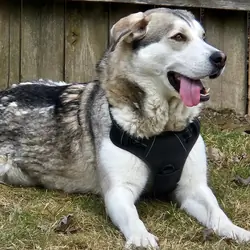 PLEASE FIND MY GIRL A HOME