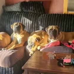 Female mastiff puppies