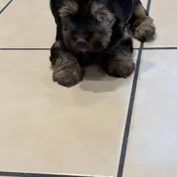 Yorkie puppies