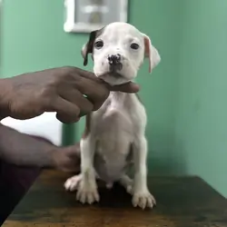 American Bully Puppies