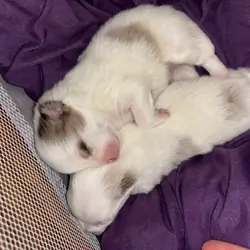 Pomeranian