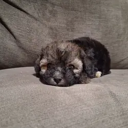 Mini Golden Doodle