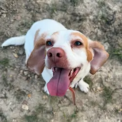 Female Beagles