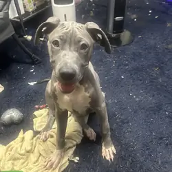 Pitbull puppy