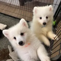 Japanese Spitz